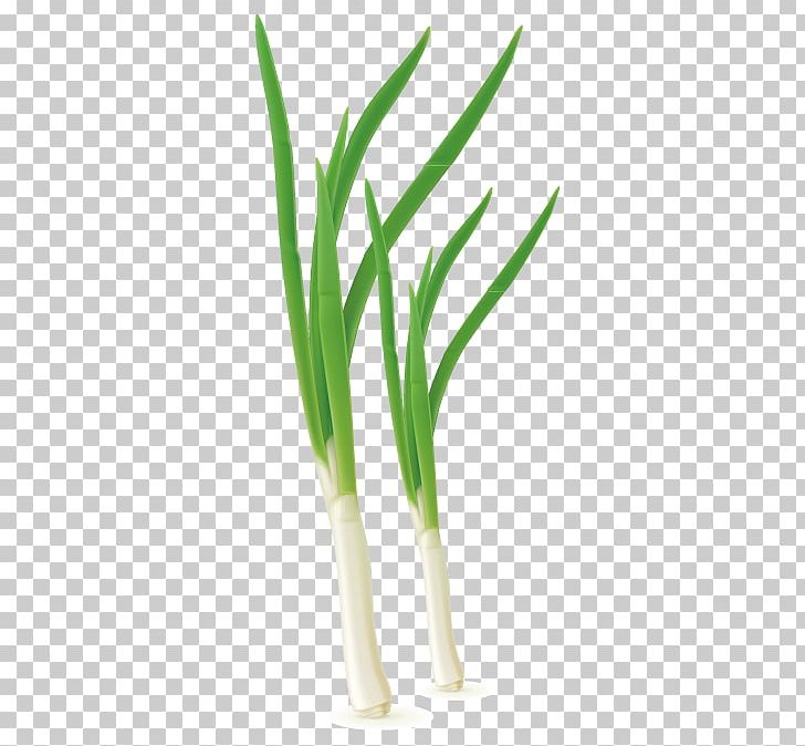 Allium Fistulosum Red Onion Scallion PNG, Clipart, Commodity, Download, Euclidean Vector, Flowerpot, Food Free PNG Download