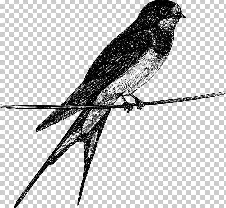 Bird On Branch PNG, Clipart, Animal, Art, Beak, Bird, Bird Cage Free PNG Download