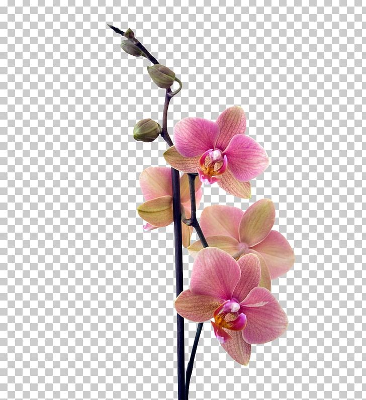 Buffet Menu How To Grow Orchids News Design Paper PNG, Clipart, Art, Blossom, Branch, Cuisine, Cut Flowers Free PNG Download