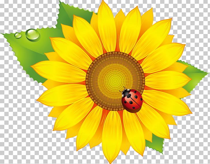 Common Sunflower Graphics Euclidean Sunflower Seed PNG, Clipart, Common Sunflower, Daisy Family, Flower, Flowering Plant, Logo Free PNG Download