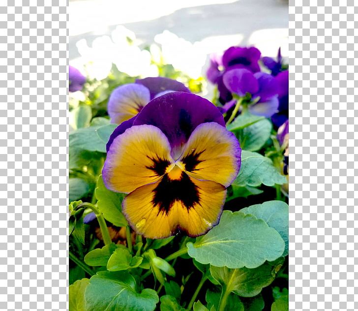 Pansy Viola Violet Annual Plant Petal PNG, Clipart, Annual Plant, Flower, Flowering Plant, Nature, Pansy Free PNG Download