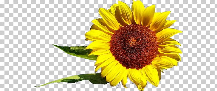 Common Sunflower Daisy Family Sunflower Seed Desktop PNG, Clipart, Annual Plant, Asterales, Common Sunflower, Daisy Family, Desktop Wallpaper Free PNG Download