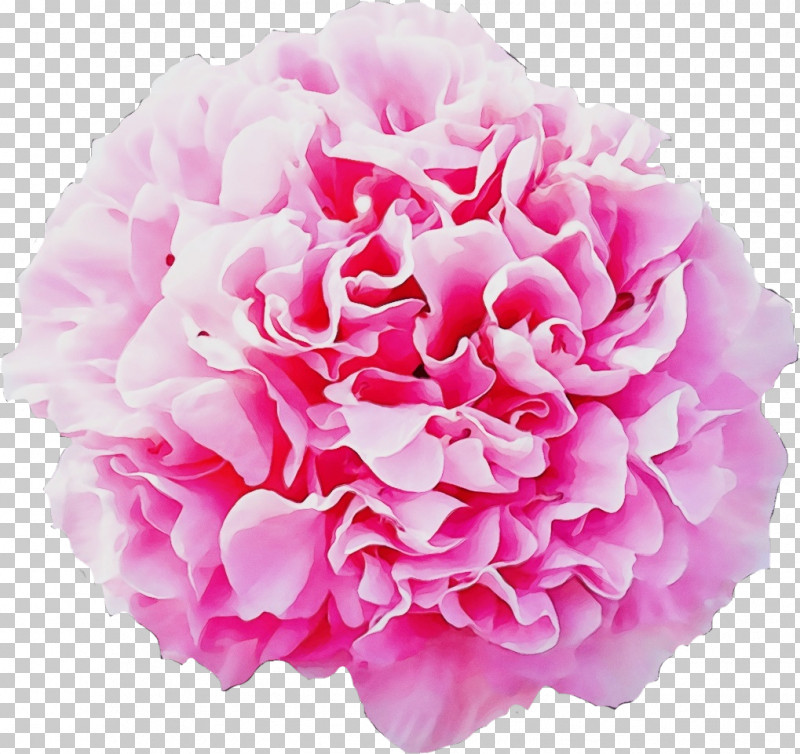 Garden Roses PNG, Clipart, Black, Carnation, Cut Flowers, Flower, Flower Bouquet Free PNG Download