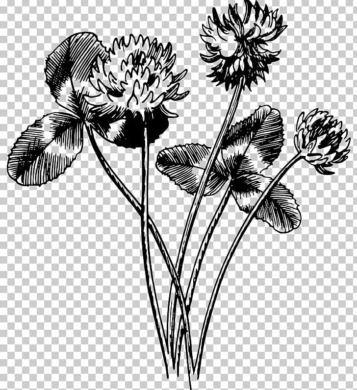 Black And White Drawing White Clover Four-leaf Clover PNG, Clipart, Anemone, Art, Black And White, Clover, Cut Flowers Free PNG Download