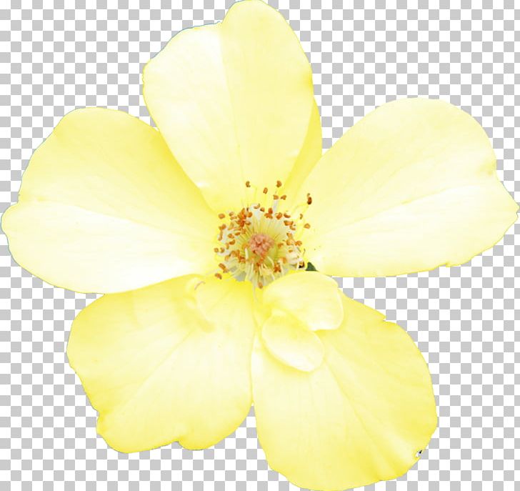 Cut Flowers Petal LiveInternet PNG, Clipart, Cut Flowers, Drawing Flower, Flower, Flowering Plant, Liveinternet Free PNG Download