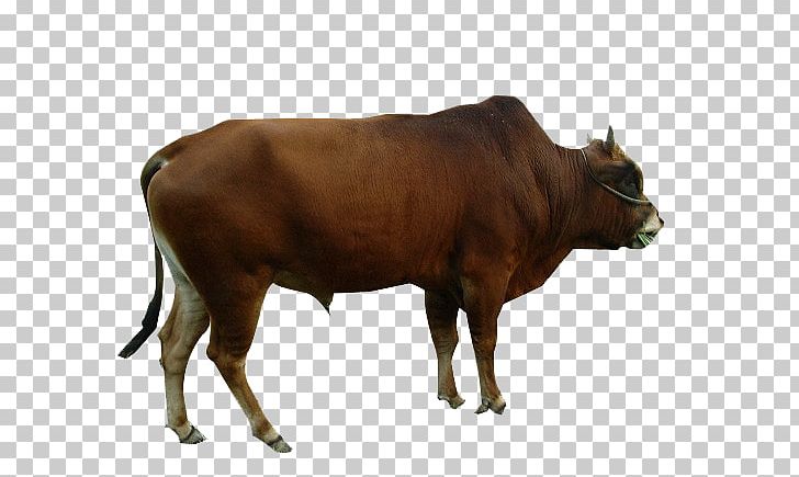 Dairy Cattle Ox Livestock PNG, Clipart, Animal, Animals, Bison, Bovinae, Bull Free PNG Download