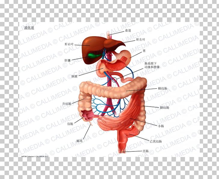 Digestion Human Digestive System Gastrointestinal Tract Human Anatomy PNG, Clipart, Anatomy, Arm, Art, Artery, Digestion Free PNG Download