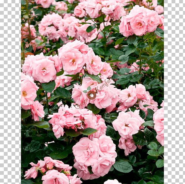 Floribunda Garden Roses Cabbage Rose China Rose Memorial Rose PNG, Clipart, Annual Plant, Azalea, Busy Lizzie, China Rose, Cultivar Free PNG Download