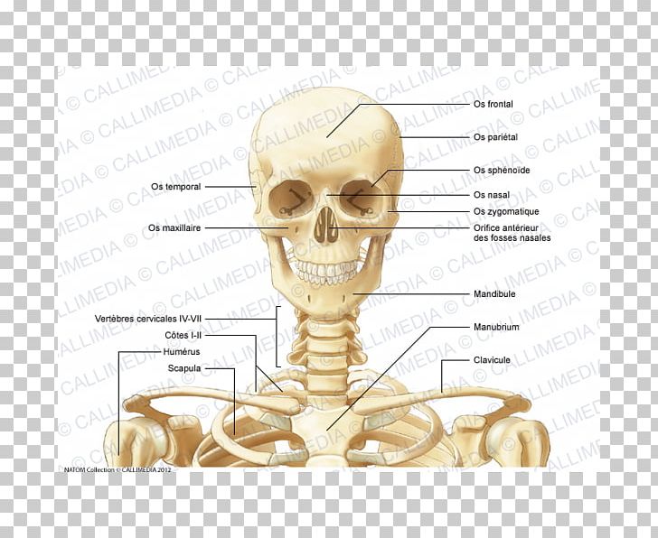 Neck Anatomy Anterior