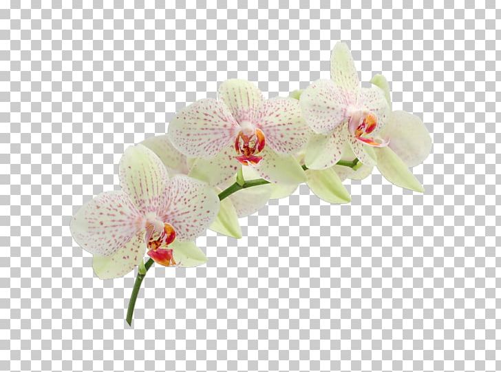 Wedding Invitation Moth Orchids Cattleya Orchids RSVP PNG, Clipart, Artificial Flower, Boat Orchid, Cattleya Orchids, Cut Flowers, Dendrobium Free PNG Download
