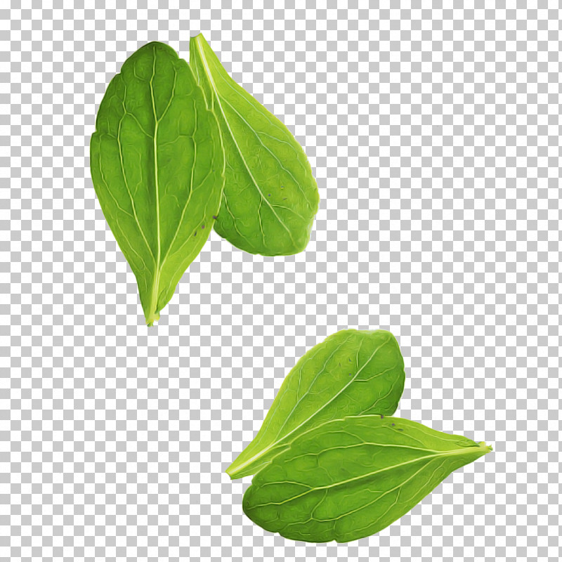 Leaf Flower Plant Basil Food PNG, Clipart, Basil, Flower, Food, Herb, Leaf Free PNG Download