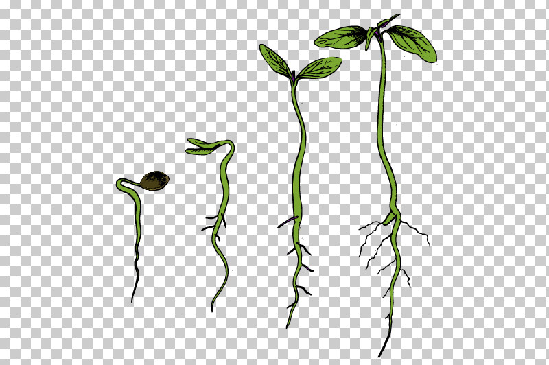 Plant Plant Stem Leaf Flower Legume PNG, Clipart, Arum Family, Carnivorous Plant, Flower, Leaf, Legume Free PNG Download