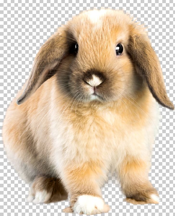 Holland Lop Mini Lop French Lop Dwarf Rabbit PNG, Clipart, Animal, Animals, Bunny, Domestic Rabbit, Dwarf Rabbit Free PNG Download