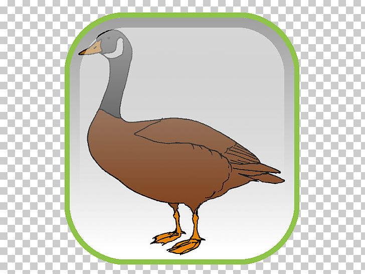 Mallard Goose Duck Desktop PNG, Clipart, Animals, Beak, Bird, Computer Icons, Desktop Wallpaper Free PNG Download