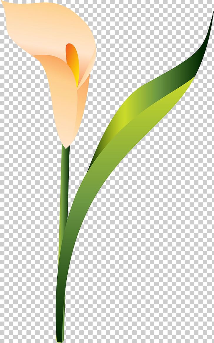 Tulip Plant Stem PNG, Clipart, Arum, Arum Lilies, Calla, Flora, Flower Free PNG Download