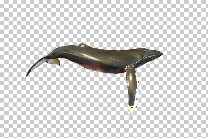 Dolphin Fauna PNG, Clipart, Animals, Dolphin, Fauna, Marine Mammal, Mohammed Png Free PNG Download