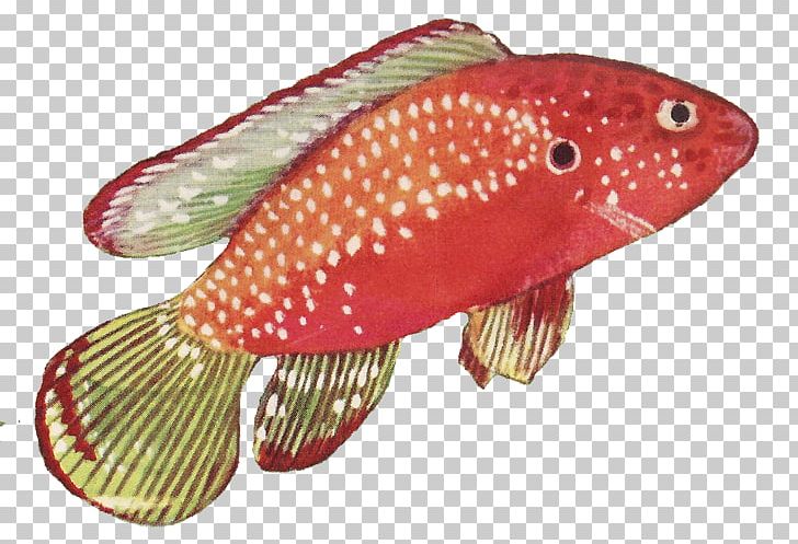 Fish Red Drawing PNG, Clipart, Animals, Bit, Color, Drawing, Fish Free PNG Download