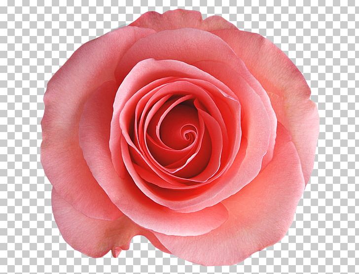 Garden Roses China Rose Cabbage Rose Floribunda Pink PNG, Clipart, China Rose, Closeup, Cut Flowers, Floribunda, Flower Free PNG Download