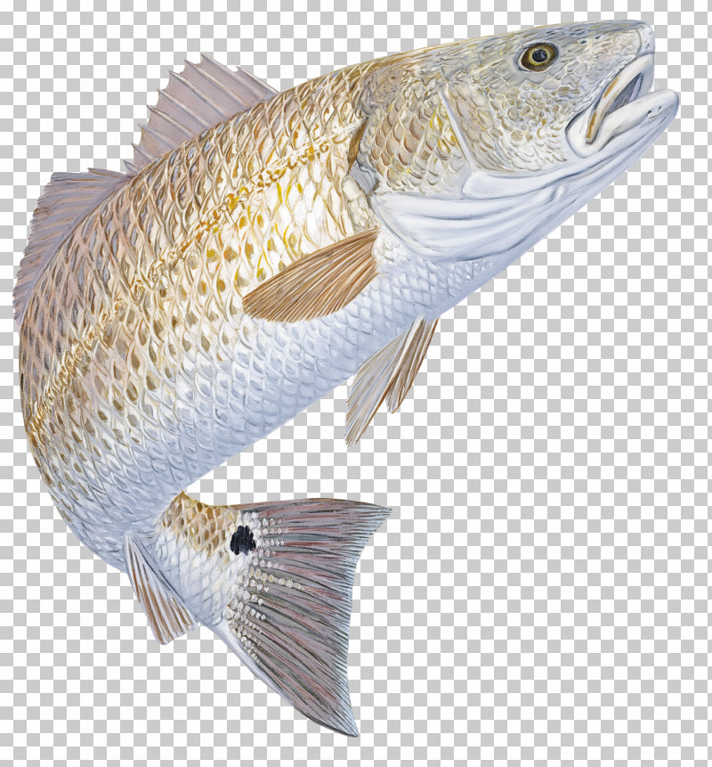 Fish Fish Bass Cod PNG, Clipart, Bass, Cod, Fish Free PNG Download