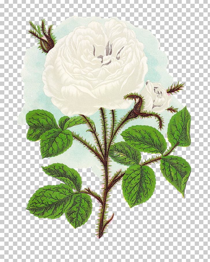 Flower Plant PNG, Clipart, Antique, Botany, Collage, Ernst Haeckel, Flower Free PNG Download