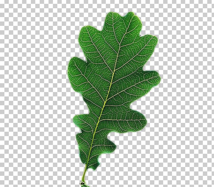 Leaf Tree PNG, Clipart, Leaf, Plant, Quercus Robur, Tree Free PNG Download