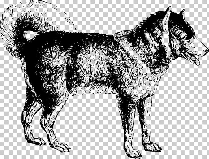 Shikoku Siberian Husky Alaskan Malamute Norwegian Elkhound Seppala Siberian Sleddog PNG, Clipart, Animal, Black And White, Black Norwegian Elkhound, Carnivoran, Dog Free PNG Download