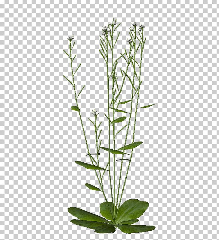 Thale Cress Genome Chlamydomonas Reinhardtii Phototropism Plant PNG, Clipart, Arabidopsis, Chlamydomonas Reinhardtii, Endonuclease, Flowerpot, Genome Free PNG Download