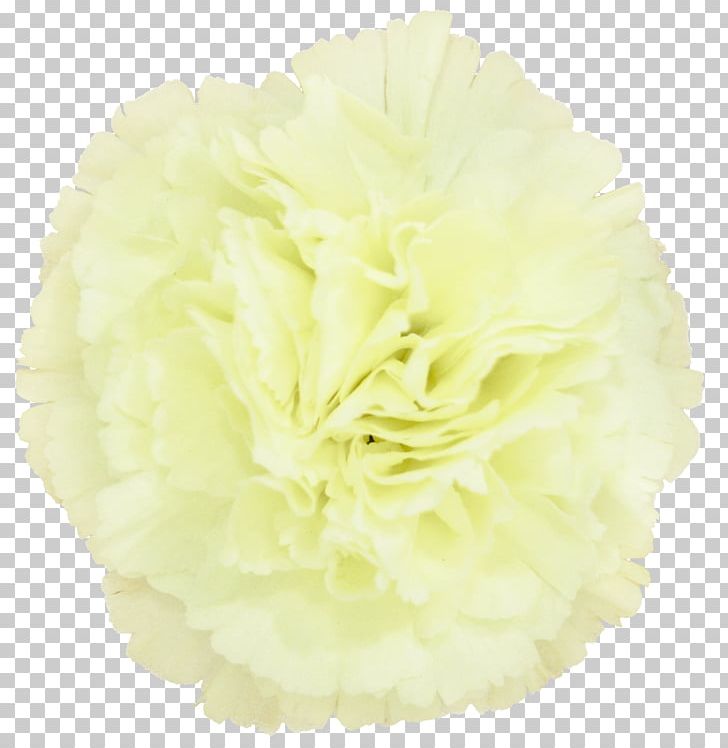 Cut Flowers PNG, Clipart, Cut Flowers, Flower, Miscellaneous, Others, Yellow Free PNG Download