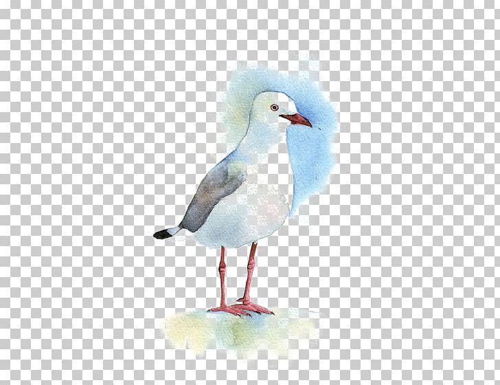 Gulls Bird Watercolor Painting Drawing PNG, Clipart, Acrylic Painting Techniques, Animal, Animals, Art, Artist Free PNG Download