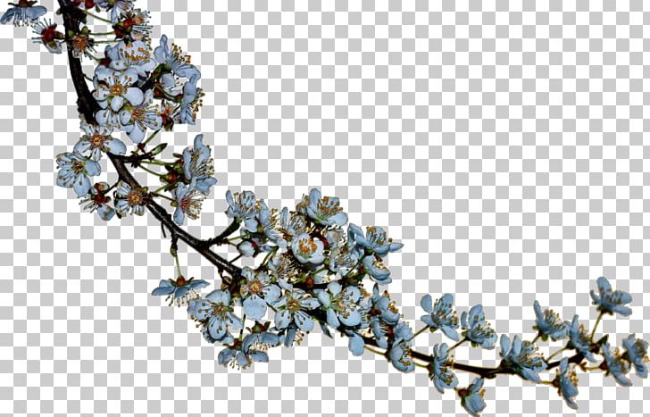 Photography Drawing Be Realistic PNG, Clipart, Afternoon, Be Realistic, Blog, Blossom, Blossoms Free PNG Download