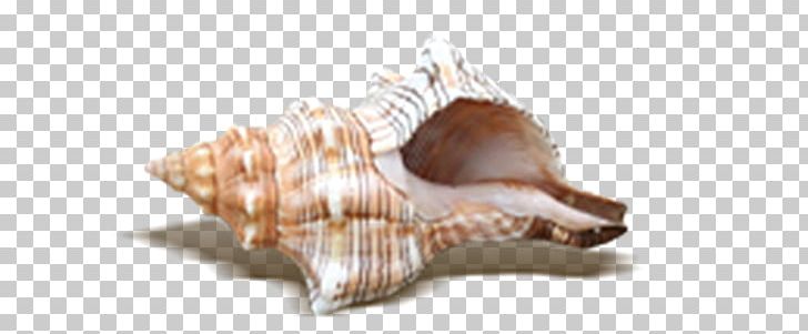 Beach Seashell PNG, Clipart, Beach, Beaches, Beach Party, Cockle, Conch Free PNG Download