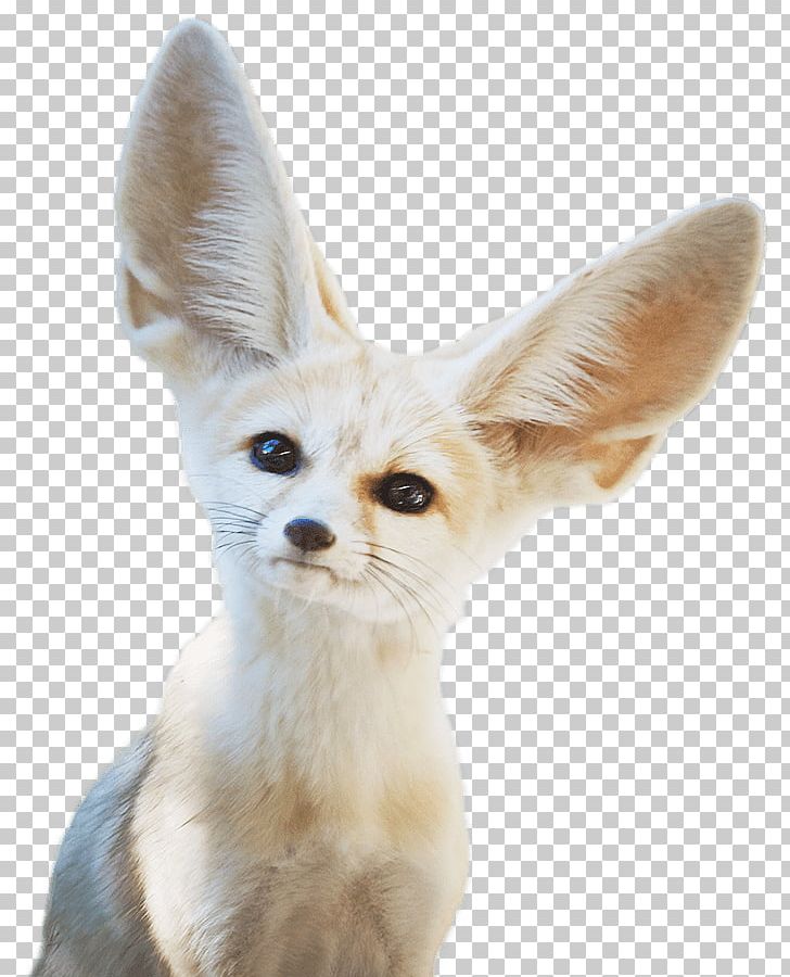 Fennec Fox Puppy Dog Fur PNG, Clipart, Animal, Animals, Breed, Carnivoran, Chanterelle Free PNG Download