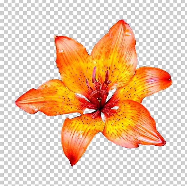 Flower Desktop Lilium Bulbiferum PNG, Clipart, Amaryllis Belladonna, Blue, Cut Flowers, Daylily, Desktop Wallpaper Free PNG Download