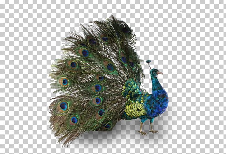 Bird Peafowl Phasianidae Feather Antique PNG, Clipart, Animals, Antique, Asiatic Peafowl, Automaton, Beak Free PNG Download