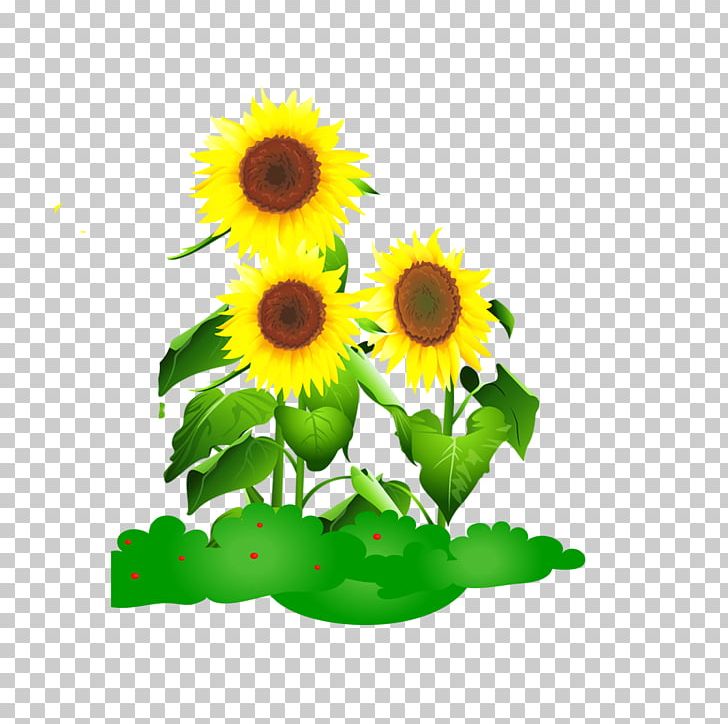 Common Sunflower Drawing Animation PNG, Clipart, Cartoon, Daisy Family, Dessin Animxe9, Download, Floral Design Free PNG Download