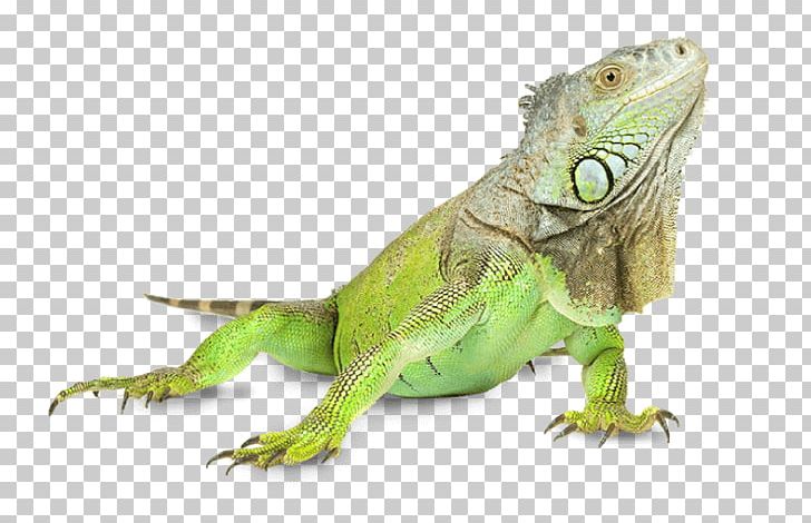 Lizard Iguana Signs & Concepts PTY LTD Green Iguana Pet Dog PNG, Clipart, Agamidae, Animal, Anoles, Common House Gecko, Common Iguanas Free PNG Download