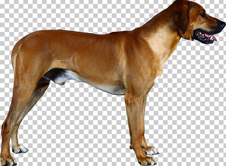Rhodesian Ridgeback Broholmer English Foxhound Redbone Coonhound Tosa PNG, Clipart, Animal, Animalassisted Therapy, Animals, Black And Tan Coonhound, Broholmer Free PNG Download