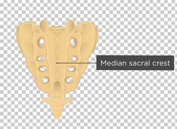 Sacrum Coccyx Vertebral Column Human Body Anatomy PNG, Clipart, Anatomy, Angle, Bone, Coccyx, Diagram Free PNG Download