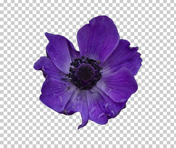 Flower Purple Violet PNG, Clipart, Anemone, Annual Plant, Blue, Blume, Color Free PNG Download