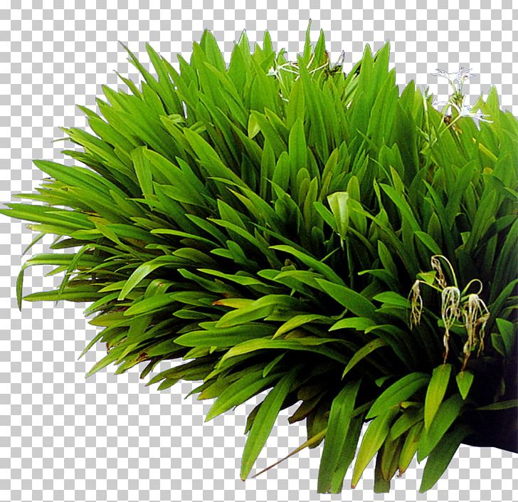 Lawn Green Natural Landscaping PNG, Clipart, Aquatic Plant, Background Green, Encapsulated Postscript, Flowerpot, Garden Free PNG Download
