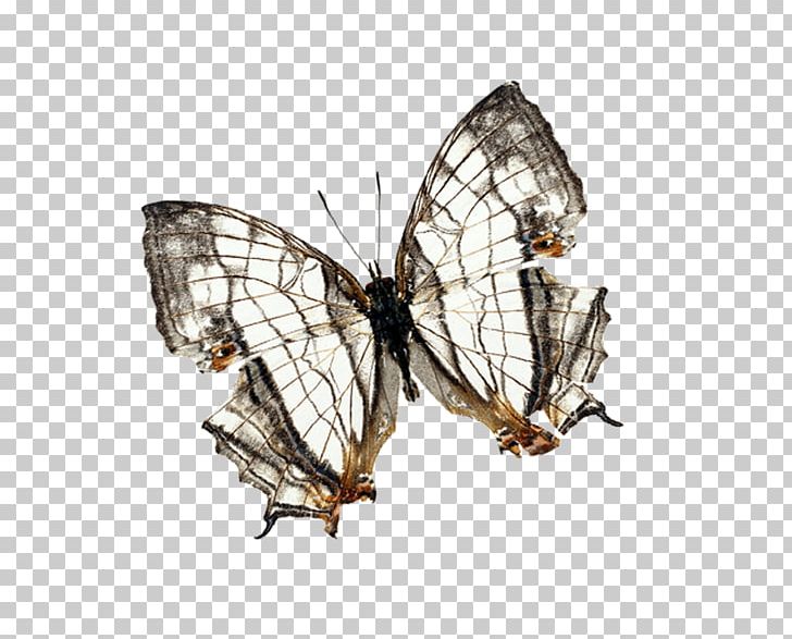 Monarch Butterfly Computer Graphics Mesh PNG, Clipart, Animal, Arthropod, Blue Butterfly, Brush Footed Butterfly, Butterflies Free PNG Download