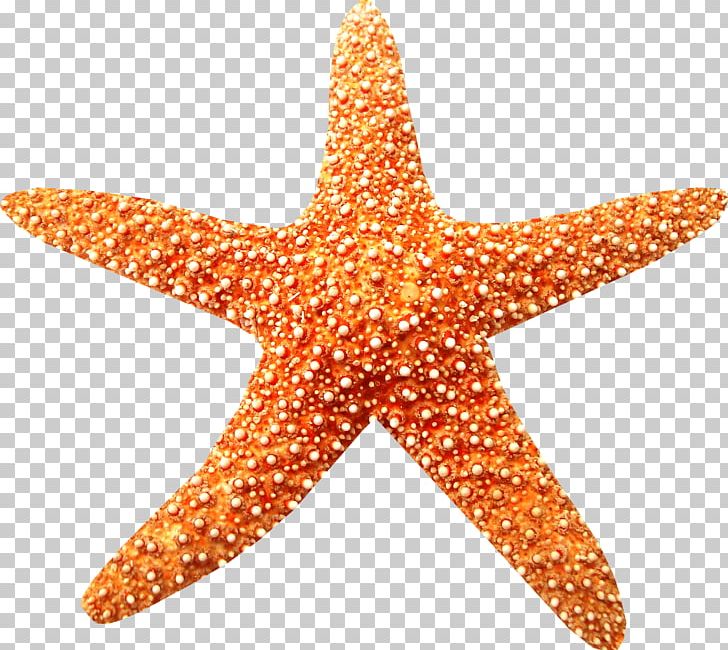 Sea Starfish Beach Coral Reef PNG, Clipart, Animal, Aquatic Animal, Beach, Clip Art, Coral Reef Free PNG Download