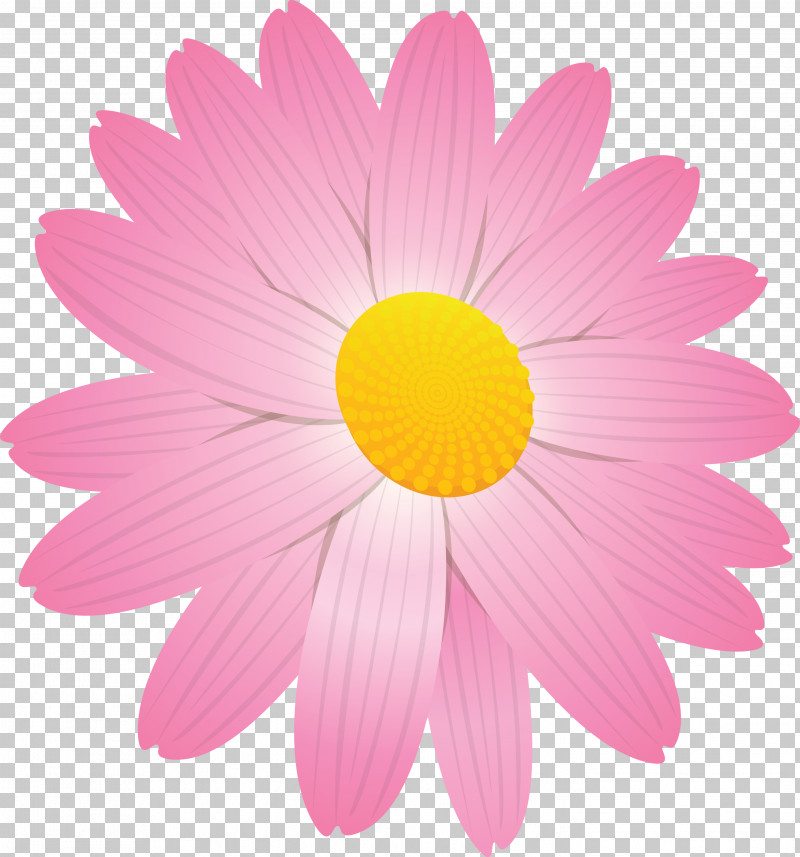 Marguerite Flower Spring Flower PNG, Clipart, Asterales, Barberton Daisy, Camomile, Chamomile, Cosmos Free PNG Download