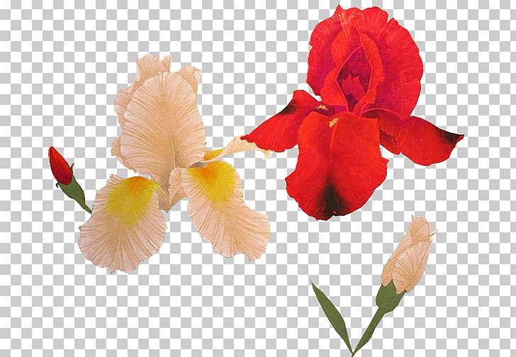 Canna Iris Family Cut Flowers Plant Stem Irises PNG, Clipart, Canna, Canna Family, Canna Lily, Cut Flowers, Flower Free PNG Download