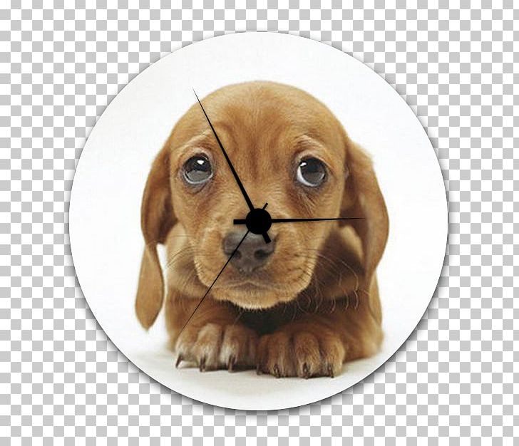 Dachshund Puppy Labrador Retriever Cuteness Lion PNG, Clipart, Animal, Animals, Carnivoran, Cuteness, Dachshund Free PNG Download