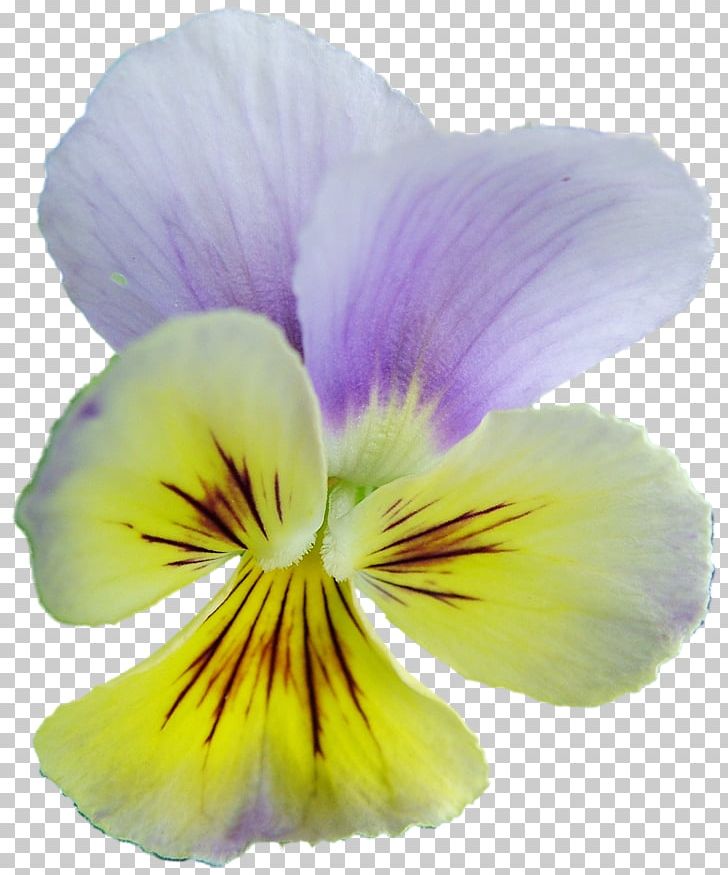 Pansy Archive File RAR PNG, Clipart, Archive File, Fine, Flower, Flowering Plant, Miscellaneous Free PNG Download