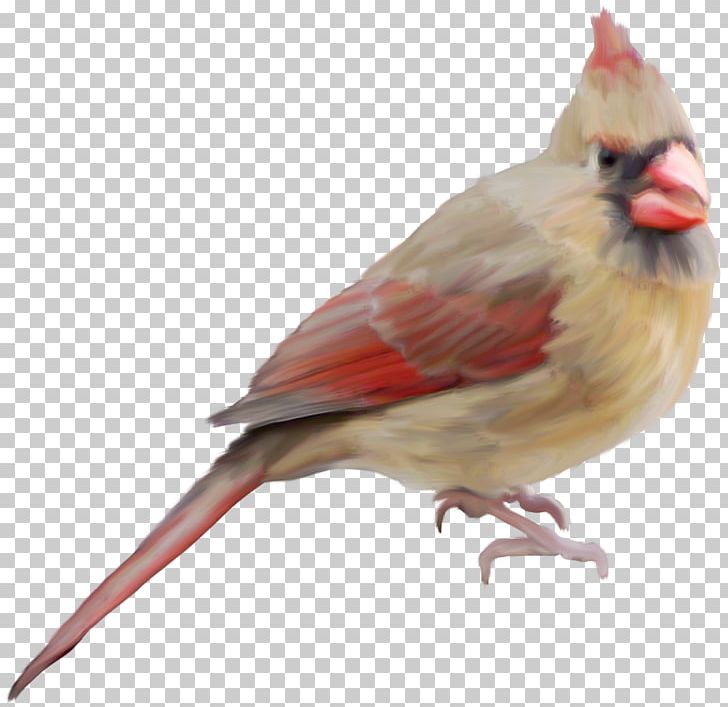 Bird PNG, Clipart, Albom, Animals, Beak, Bird Cage, Bird Nest Free PNG Download