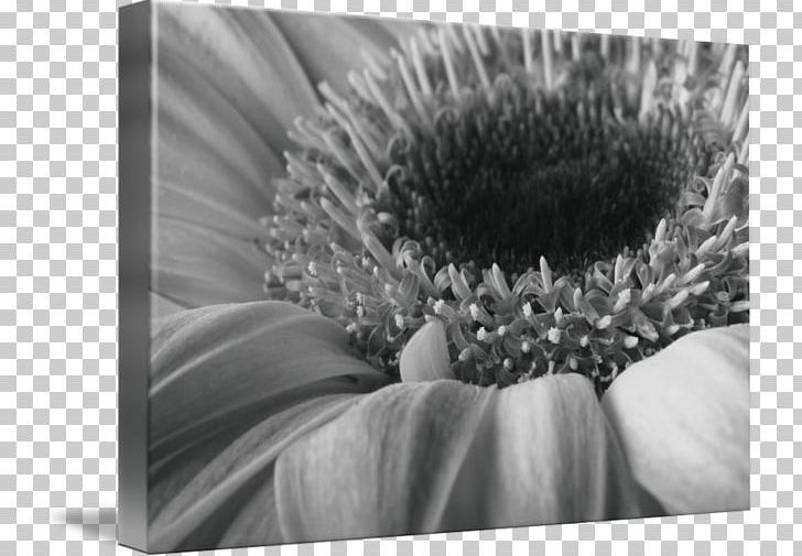 Still Life Photography Transvaal Daisy Stock Photography PNG, Clipart, Black And White, Closeup, Closeup, Flora, Flower Free PNG Download