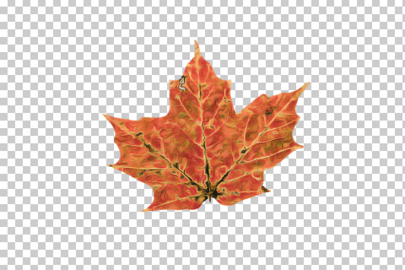 Leaf Maple Leaf / M Maple Plant Structure Science PNG, Clipart, Biology, Leaf, Maple, Maple Leaf M, Plants Free PNG Download