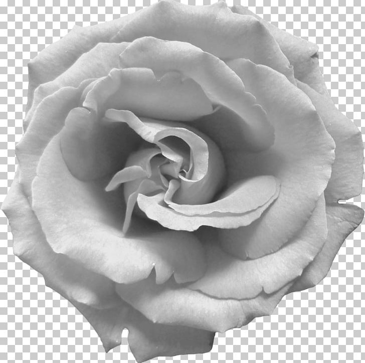 Garden Roses Cabbage Rose White Floribunda PNG, Clipart, Black Rose, Blue, Circus Elements, Closeup, Cut Flowers Free PNG Download